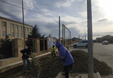 Qaradağ rayonunda yeni ağacların əkilməsi üçün hazırlıq işləri görülür