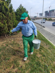 Qaradağda yaşıllaşdırma işləri davam edir