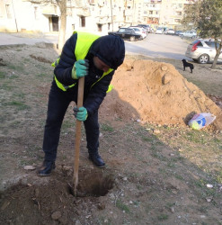 Müşviqabad inzibati ərazisində yeni ağaclar əkilir