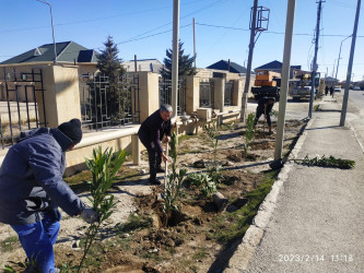 Puta qəsəbəsində yeni ağaclar əkilir