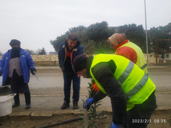 Puta qəsəbəsində ağacəkmə aksiyası davam etdirilir.