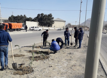 Qaradağ rayonunda yeni ağaclar əkilir