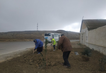 Qaradağ rayonunda ağac əkiləcək ərazilərdə münbit torpaqlar yayılır