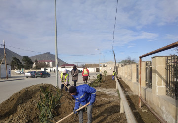 Qaradağ rayonunda yeni ağacların əkilməsi üçün hazırlıq işləri görülür