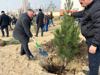 Heydər Əliyevin 100 illiyinə həsr olunmuş ağacəkilmə aksiyası davam edir