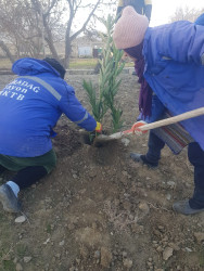 Korgöz qəsəbəsində yeni ağaclar əkilir