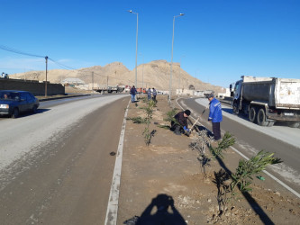 Qaradağ rayonunda ağacəkmə aksiyası davam etdirilir