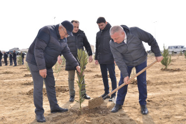 Ulu Öndər Heydər Əliyevin 100 illiyinə həsr olunmuş ağacəkilmə aksiyası davam edir