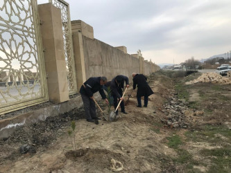 Qobustan qəsəbəsində yeni tikilən parkda abadlıq və həmişə yaşıl ağaclar əkilir