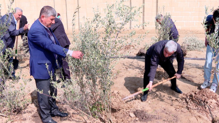 Görkəmli oftalmoloq Zərifə xanım Əliyevanın 100 illiyinə həsr olunmuş ağacəkilmə aksiyası davam edir