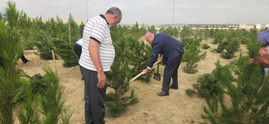 Qaradağ rayonunda “27 Sentyabr – Anım Günü”nə həsr olunmuş genişmiqyaslı ağacəkmə aksiyası keçirilib