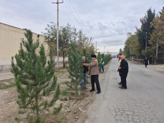 Sanqaçal qəsəbəsi şəhid Mübariz İbrahimov adını daşıyan mərkəzi küçədə 50 ədəd eldar şamı əkilib