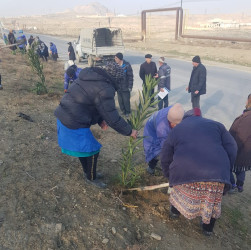 Korgöz qəsəbəsində yeni ağaclar əkilir