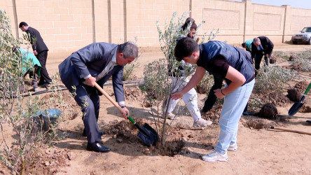 Görkəmli oftalmoloq Zərifə xanım Əliyevanın 100 illiyinə həsr olunmuş ağacəkilmə aksiyası davam edir