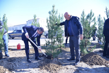 8 Noyabr - Zəfər Günü münasibətilə, eyni zamanda 2024-cü il "Yaşıl dünya naminə həmrəylik ili" elan olunması ilə əlaqədar “Ağacəkmə kampaniyası” keşirildi