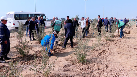 Görkəmli oftalmoloq Zərifə xanım Əliyevanın 100 illiyinə həsr olunmuş ağacəkilmə aksiyası davam edir