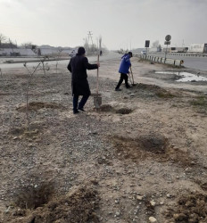 Qobustan qəsəbəsində ağacəkilməsinə hazırlıq işləri davam edir