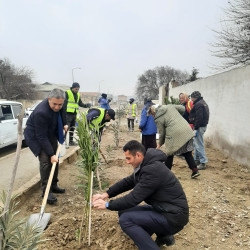 Puta qəsəbəsində ağacəkmə aksiyası davam etdirilir.