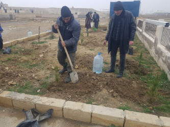 Korgöz qəsəbə qəbristanlığında növbəti ağac əkmə işləri görüldü