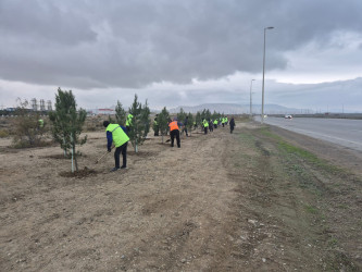 Qaradağ rayonu, Sanqaçal qəsəbəsində əkilən ağaclara agrotexniki qulluq işləri aparılır: Yaşıl Dünya naminə Həmrəylik ilinin davamı