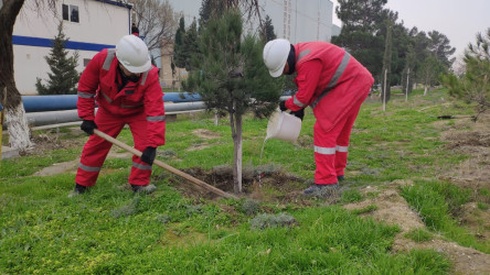 BOS SHELF MMC-də Heydər Əliyevin 100 illiyinə həsr olunmuş ağacəkilmə aksiyasına start verildi