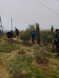 Qaradağ rayonunda faəliyyət göstərən idarə və müəssisələr də iməcliyə qoşulublar