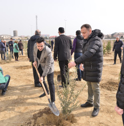 Ulu Öndər Heydər Əliyevin 100 illiyinə həsr olunmuş ağacəkilmə aksiyası davam edir