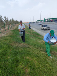 Qaradağ rayonunda yaşıllaşdırma işləri çərçivəsində yeni gübrələmə tədbirləri aparılır