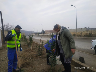 Puta qəsəbəsində ağacəkmə aksiyası davam etdirilir.