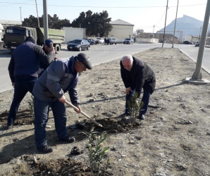 Qaradağ rayonunda yeni ağaclar əkilir