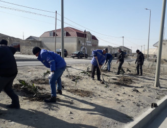 Qaradağ rayonunda yeni ağaclar əkilir