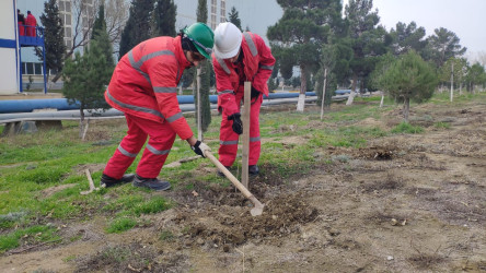 BOS SHELF MMC-də Heydər Əliyevin 100 illiyinə həsr olunmuş ağacəkilmə aksiyasına start verildi