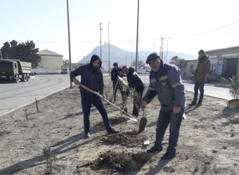 Qaradağ rayonunda yeni ağaclar əkilir