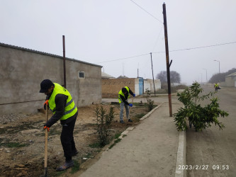 Qaradağ rayonunda yeni həmişəyaşıl ağaclar əkilir