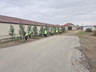 Qaradağ rayonu, Sanqaçal qəsəbəsində əkilən ağaclara agrotexniki qulluq işləri aparılır: Yaşıl Dünya naminə Həmrəylik ilinin davamı