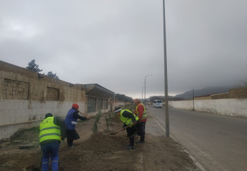 Qaradağ rayonunda ağac əkiləcək ərazilərdə münbit torpaqlar yayılır