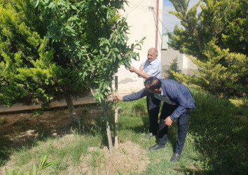 Qaradağ rayonunda ümumrayon iməcliyi keçirilib