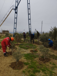 Qaradağ rayonunda faəliyyət göstərən idarə və müəssisələr də iməcliyə qoşulublar