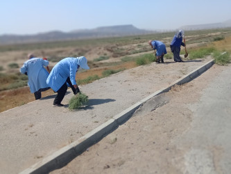 Qobustan qəsəbəsində yol kənarında alaqlardan təmizlənmə işləri aparılır