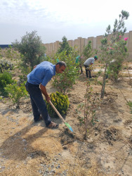 Bakı–Ələt yolunun 35-ci kilometrliyində, Sahil qəsəbəsində 150 zeytun və alyandra ağacı əkildi