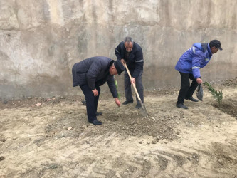 Qobustan qəsəbəsində yeni tikilən parkda abadlıq və həmişə yaşıl ağaclar əkilir