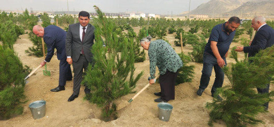 Qaradağ rayonunda “27 Sentyabr – Anım Günü”nə həsr olunmuş genişmiqyaslı ağacəkmə aksiyası keçirilib