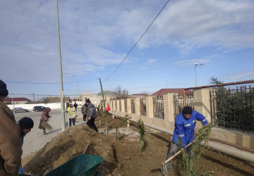 Qaradağ rayonunda yeni ağacların əkilməsi üçün hazırlıq işləri görülür