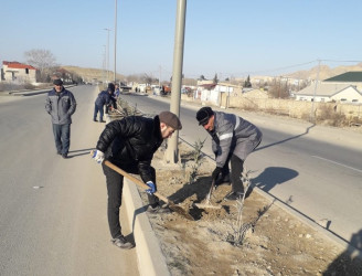 Qaradağ rayonunda yeni ağaclar əkilir