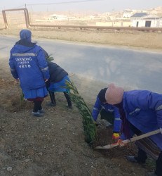 Korgöz qəsəbəsində yeni ağaclar əkilir