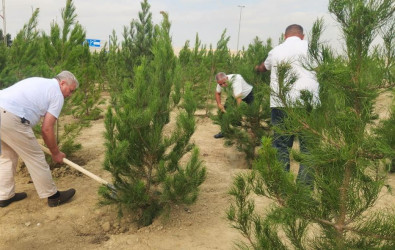 Qaradağ rayonunda “27 Sentyabr – Anım Günü”nə həsr olunmuş genişmiqyaslı ağacəkmə aksiyası keçirilib