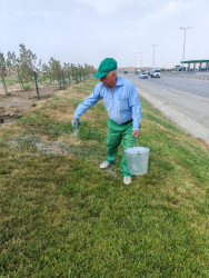 Qaradağ rayonunda yaşıllaşdırma işləri çərçivəsində yeni gübrələmə tədbirləri aparılır