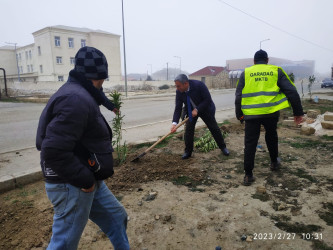 Qaradağ rayonunda yeni həmişəyaşıl ağaclar əkilir